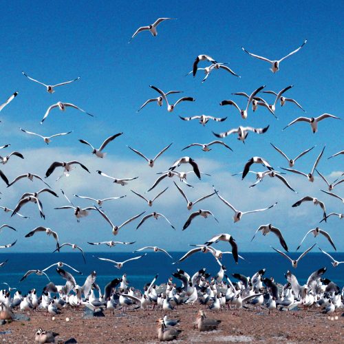 Qinghai Lake Bird Island Birdwatching Tour – 8 Days