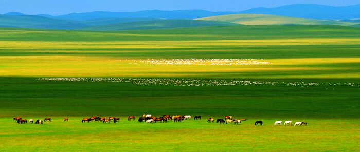 Inner Mongolia. Grassland