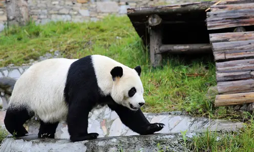 4-Day Mount Siguniang and Wolong Tour