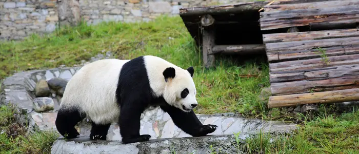 Chengdu. Giant Panda
