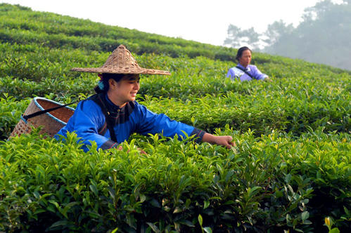 14 Days South Yunnan Tea Culture Tour