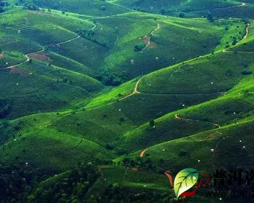 12Days Puer and Xishuangbanna Tea Culture Exploration