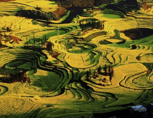 9Days Yunnan Photograph Tour with Luoping Rapeseed Flowers Festival and Honghe Hani Rice Terraces Field (Feb-March Available)