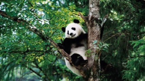 One Day Chengdu Panda Tour