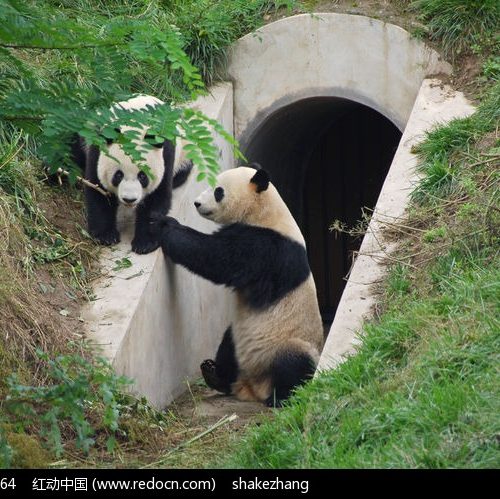 Xian Panda Day Tour