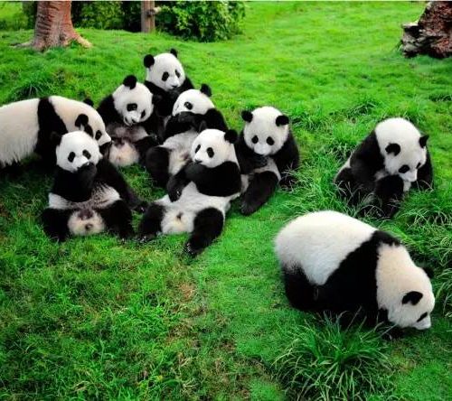 3 Days Chengdu Private Tours