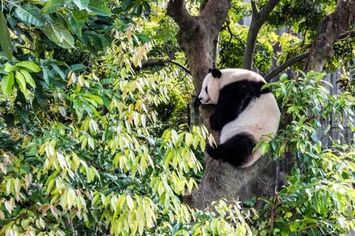 2 Days Chengdu Panda Tour without Hotel