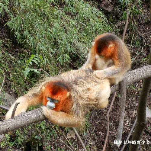 7 Days Lijiang and Shangrila Discovery with Yunnan Wild Golden Snub-nosed Monkey Exploration